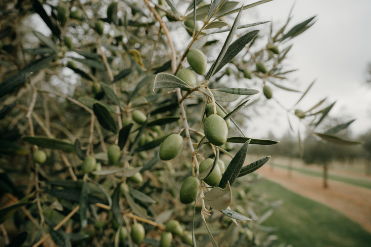 Close up of olive fruit on the tree, with a background of alive trees in our olive grove.